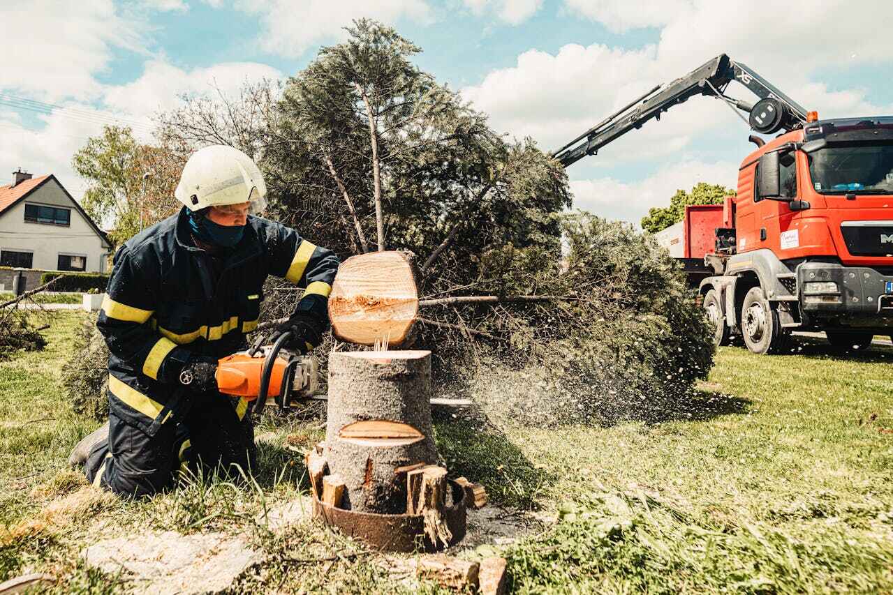 Tree Removal for Businesses in Pine Ridge, SD